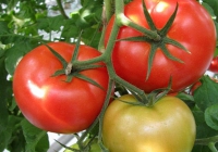 Высокоурожайный гибрид томата