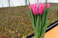 Выращивание тюльпана в теплице