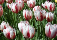 Двухцветные тюльпаны, группа Триумф