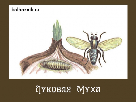 Как выглядит луковая муха Как выглядит луковая муха