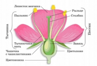 Строение цветка у розы Строение цветка у розы