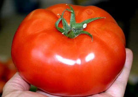 Таганка - гибрид томата для теплицы