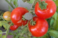 Плоды томата "Момент"