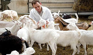 Основные принципы лечения мастита у коз: 8 правил, которые помогут вам понять и победить