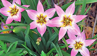 Ботанические тюльпаны