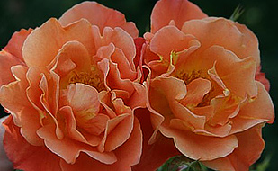 Кустовая роза "Вестерлэнд"