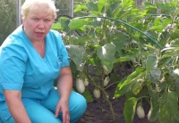 Собираем баклажаны