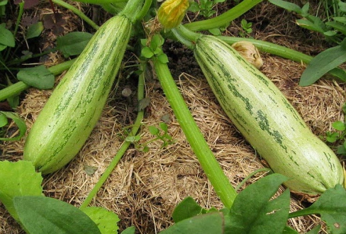 Кабачки цуккини "Куанд" Кабачки цуккини "Куанд"