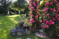 Плетиста роза "Rosarium Uestersen" Плетистая роза Розариум Уестерсен