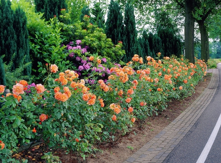 Яркая и ароматная роза Westerland Яркая и ароматная роза Westerland